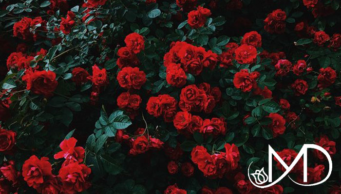 با زیباترین گلهای رز دنیا آشنا شوید + اسم و عکس 15 Introducing the most beautiful rose 14